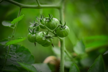 green tomatoes on tree