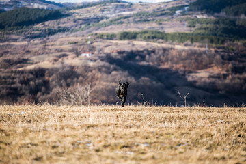 Obraz na płótnie Canvas Black dog runing full face to the camera. It is at yellow field with mountain as background