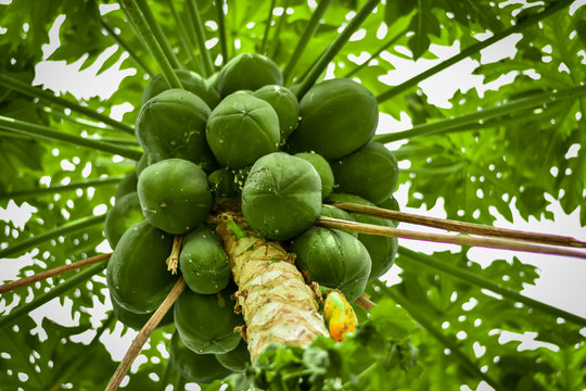 papayas on the tree