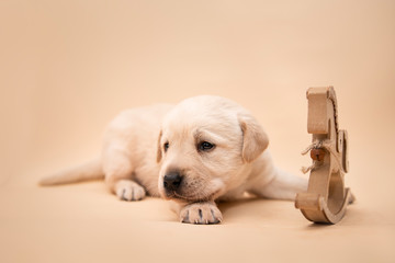 Puppy © Jagoda