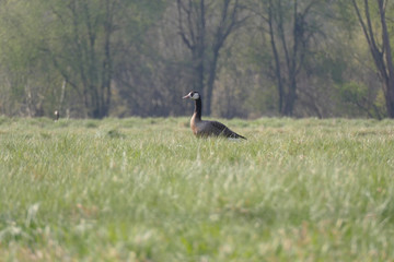 Kanadagans in einer Wiese an der Ruhr