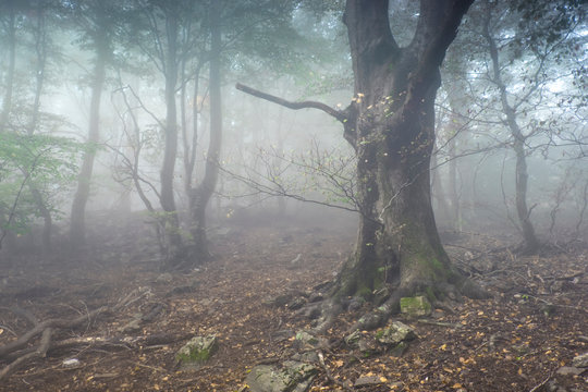 Bosque de hayedo del parque natural del Montseny con niebla (Catalu&ntilde;a, Espa&ntilde;a).