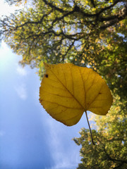 Obraz premium Yellow leaf in front of green tree.
