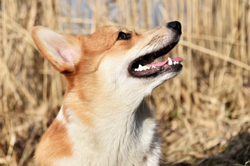 welsh corgi pembroke