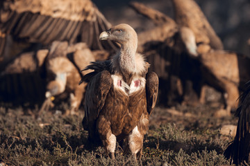 Griffon vultures (Gyps fulvus fulvus) eating at sunrise in mountains of the Pyrenees in Spain with golden light