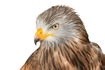 Red Kite isolated on white background (Milvus milvus)	