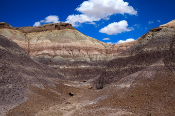 Arizona / USA - August 01, 2015: Petrified Forest National Park landscape, Arizona, USA