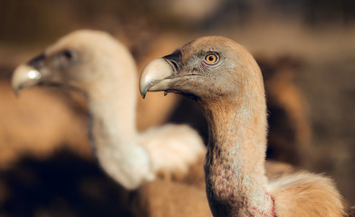 Close up Griffon vultures (Gyps fulvus fulvus) eating at sunrise in mountains of the Pyrenees in Spain