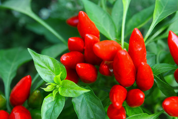 PEPERONCINI ROSSI SULLA PIANTA