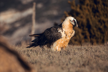 Bearded Vulture, Gypaetus barbatus, detail portrait of rare mountain bird