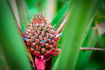 pineapple close up
