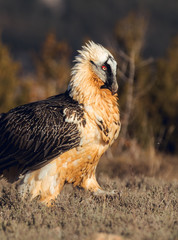 Bearded Vulture, Gypaetus barbatus, detail portrait of rare mountain bird
