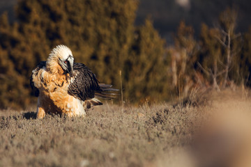 Bearded Vulture, Gypaetus barbatus, detail portrait of rare mountain bird