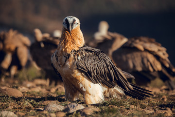 Bearded Vulture, Gypaetus barbatus, detail portrait of rare mountain bird with vultures