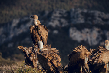 Group of Griffon Vultures (Gyps fulvus fulvus) in mountains of the Spanish Pyrenees sitting on trees