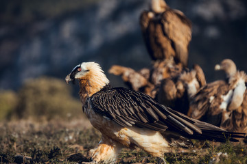 Bearded Vulture, Gypaetus barbatus, detail portrait of rare mountain bird with vultures