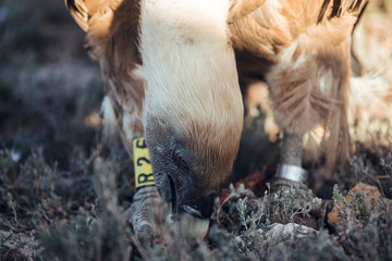 Close up Griffon vultures (Gyps fulvus fulvus) eating at sunrise in mountains of the Pyrenees in Spain