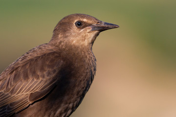 starling young large portrait on a summer day