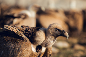 Close up Griffon vultures (Gyps fulvus fulvus) eating at sunrise in mountains of the Pyrenees in Spain