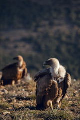Group of Griffon Vultures (Gyps fulvus fulvus) in mountains of the Spanish Pyrenees sitting on trees