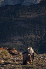 Group of Griffon Vultures (Gyps fulvus fulvus) in mountains of the Spanish Pyrenees sitting on trees