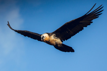 Bearded Vulture, Gypaetus barbatus, flying in blue sky