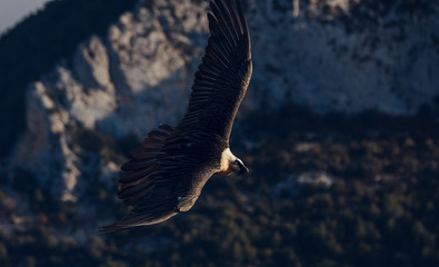 Bearded Vulture, Gypaetus barbatus, flying between mountains at sunrise in Spain