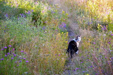 Naklejka na ściany i meble Black and white cat on a voyage of discovery in a flower meadow on a summer day. Cat is sitting between the grass and looking at camera.