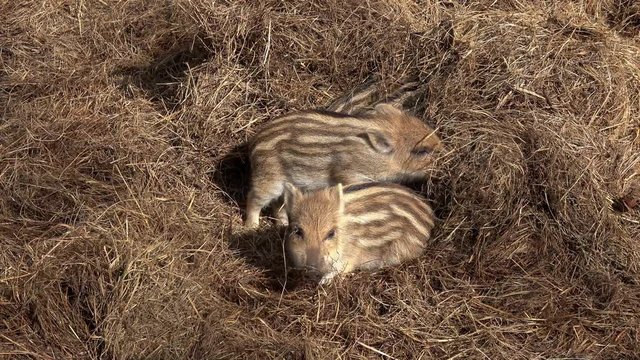 Frischlinge, viele kleine junge Wildschweine im Stroh
