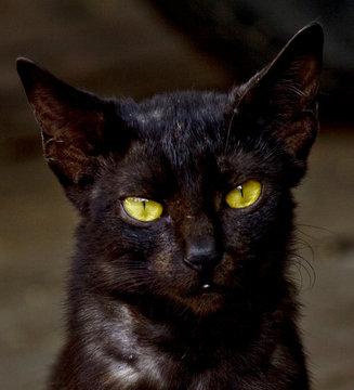Black cat with amazing eyes