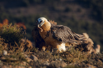 Bearded Vulture, Gypaetus barbatus, detail portrait of rare mountain bird with vultures
