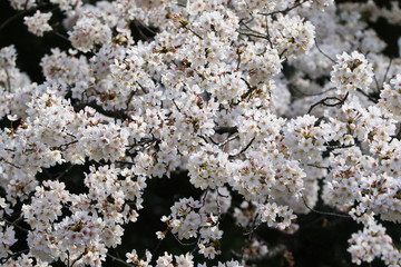新宿の桜