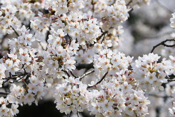 新宿の桜