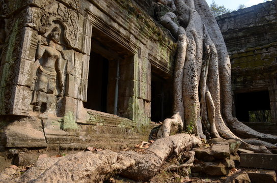Famous image of Ta Prohm Temple, Angkor, Cambodia