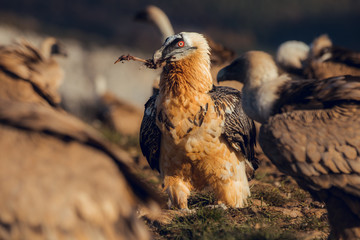 Bearded Vulture, Gypaetus barbatus, detail portrait of rare mountain bird with vultures