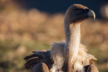Close up Bearded Vulture, Gypaetus barbatus, detail portrait of rare mountain bird with vultures
