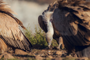 European griffon vultures (Gyps fulvus fulvus) eating at sunrise in Pyrenees mountains in Spain