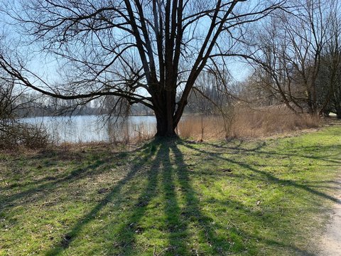 Mirrortree