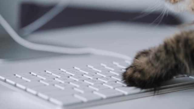 Tabby cat is typing text on a computer keyboard