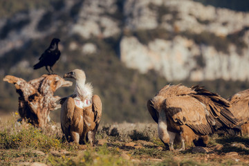 Bearded Vultures, Gypaetus barbatus, eating in mountains at sunrise in Spain
