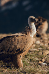 Fototapeta premium Close up Portrait of Bearded Vulture, Gypaetus barbatus, in mountains at sunrise in Spain