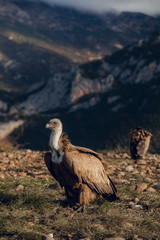 Portrait of Bearded Vulture, Gypaetus barbatus, in mountains at sunrise in Spain