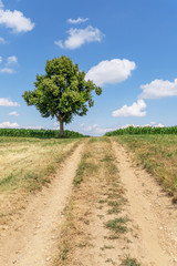 Wanderweg entlang von Bäumen und Feldern im Sommer