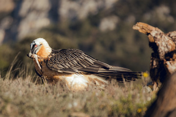Bearded Vulture, Gypaetus barbatus, detail portrait of rare mountain bird with vultures