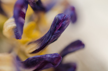 Dried purple tulip flower on rustic background. Withered purple flower background with copy space