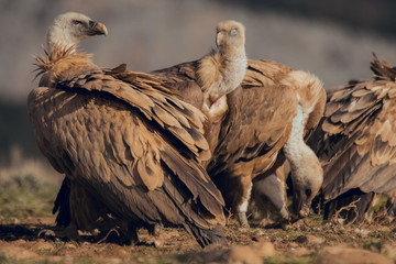Group of Vultures, in mountains at sunrise in Spain