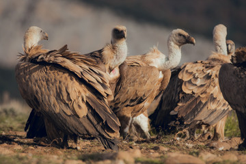 Group of Vultures, in mountains at sunrise in Spain