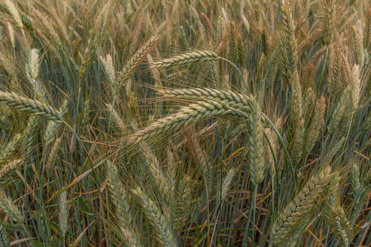 Roggen auf dem Feld kurz vor der Ernte