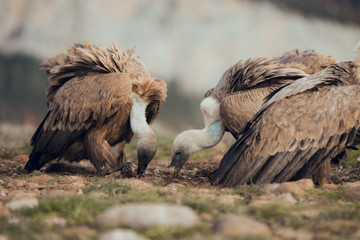 Fototapeta premium Group Vultures, interacting and eating bones in mountains at sunrise in Spain