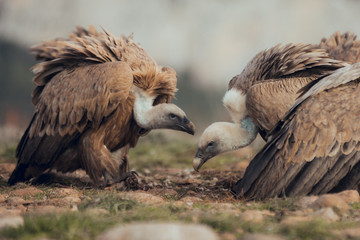 Fototapeta premium Group Vultures, interacting and eating bones in mountains at sunrise in Spain